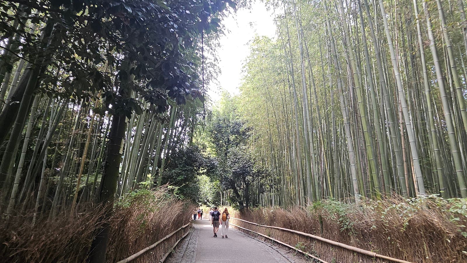 Gion Matsuri in Kyoto: A Complete Guide to Japan's Greatest Festival