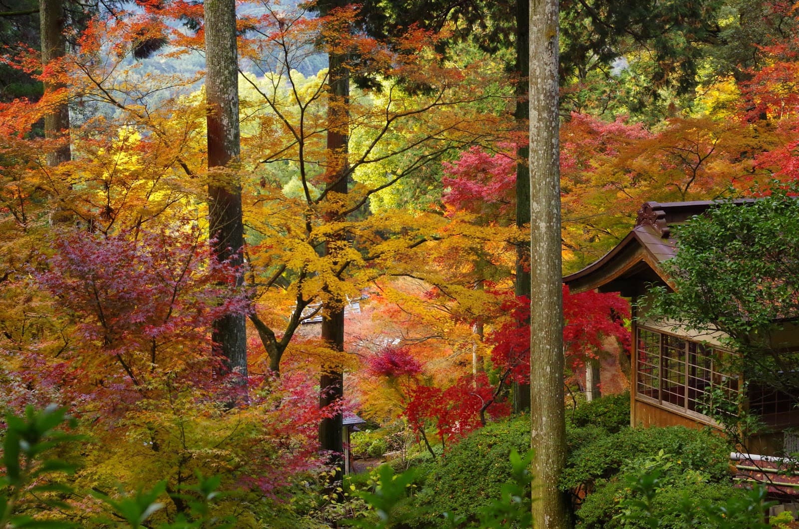 Offline Japan: What to Download to Your Phone Before You Fly