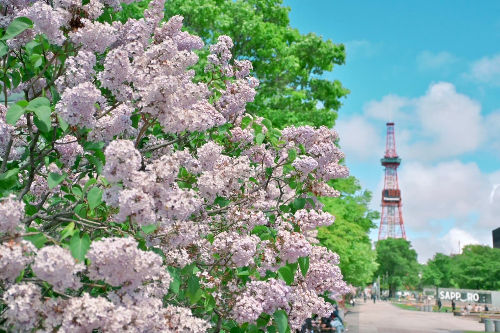 New Chitose Airport to Sapporo: Your Complete Transport Guide