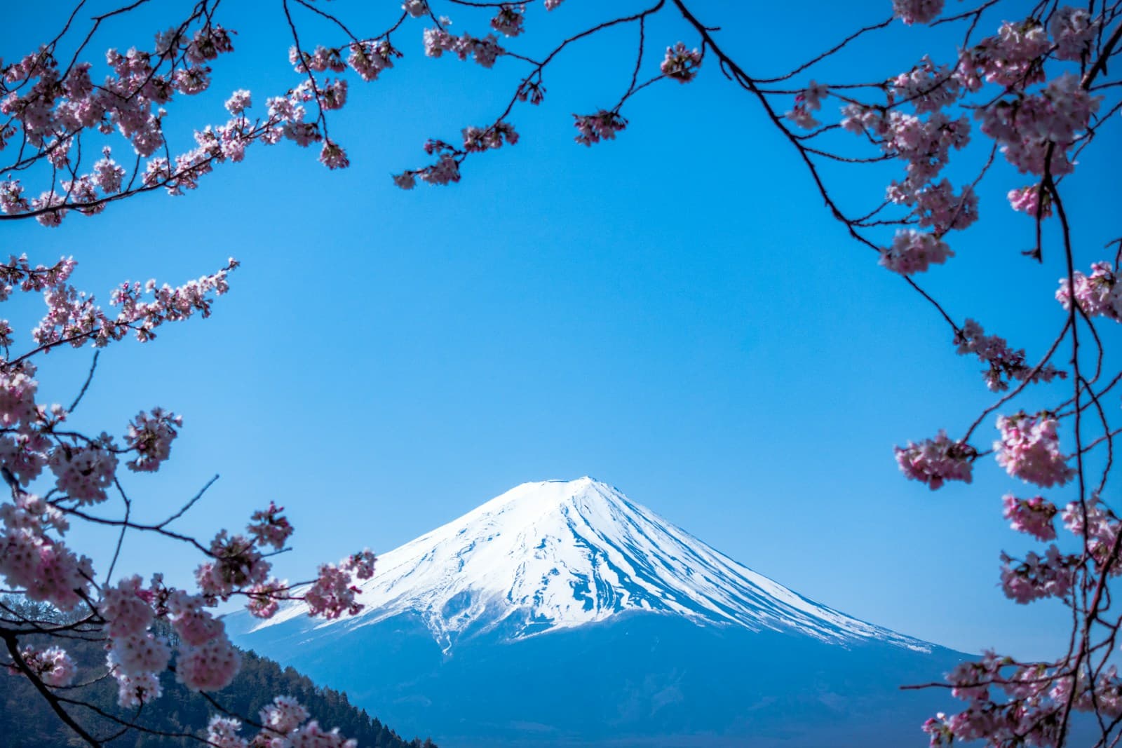 Mount Fuji rising above lake and shoreline